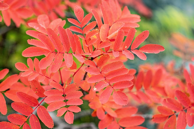 plant, autumnal leaves, nature, the website rowan, sorbus matsumurana, beautiful red, 涸沢 圏谷, japan