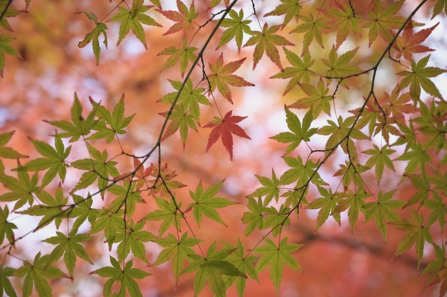 maple, leaves, fall, autumn, foliage, branches, maple leaves, japanese maple, tree, plant, season, nature, japan, japanese maple, japanese maple, japanese maple, japanese maple, japanese maple, japan