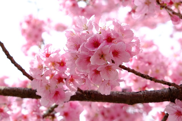 cherry blossom, nature, pink, full blooming, spring, japan