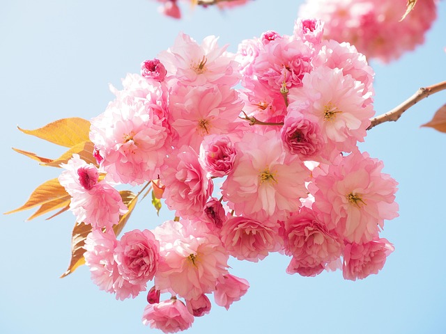 cherry blossom, japanese cherry, smell, blossom, bloom, japanese cherry blossom, ornamental cherry, spring, pink, prunus serrulata, ornamental plant, oriental cherry, east asian cherry, grannenkirsche, prunus, roses, rosaceae, flowering branch, branch, tree, bud, yoshino cherry tree, cherry tree, japanese culture, japanese, tradition, cherry blossom, cherry blossom, cherry blossom, spring, spring, spring, spring, nature, spring, roses, tree