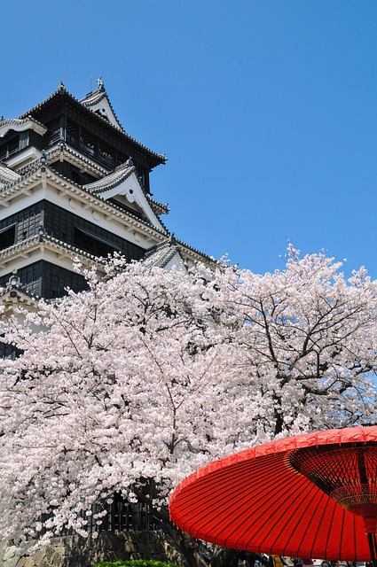 cherry blossoms, spring in japan, cherry tree, cherry blossom, japan flower, pink, castle, kumamoto castle, cherry blossoms, cherry blossoms, cherry blossom, cherry blossom, cherry blossom, cherry blossom, cherry blossom